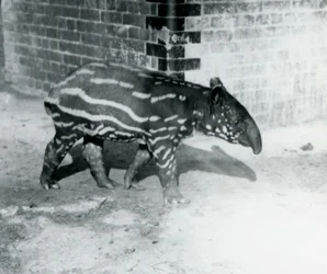 A young Malayan Tapir at London Zoo, 5th October 1921